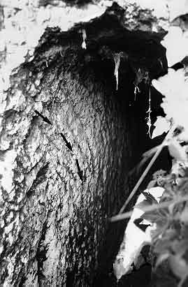 Etruscan cuniculus, Monte Antenne, Rome.